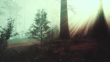 Sun rays deep in the forest in spring photo