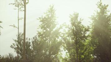 tropical palms and grass at sunny day photo