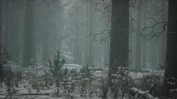 bosque cubierto de nieve de invierno en un día nublado foto