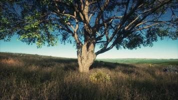 Kenya park savannah stunning landscape with a single tree photo