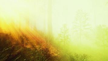Sun rays deep in the forest in spring photo