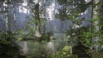 sunrise with sunbeams through the forest by the lake photo