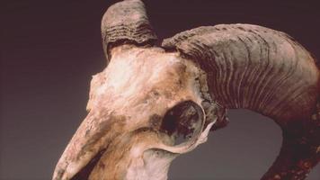 large old ram skull rotate photo