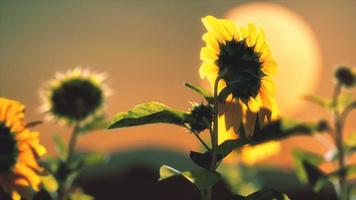 big beautiful sunflowers at sunset photo