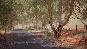 camino abierto en australia con arbustos foto