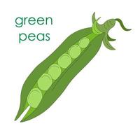 Green peas, one open pod of green rest without leaves. Vegetarian food. eco-friendly, organic farm product. rustic micro-greenery. vegetable pod for canned food vector