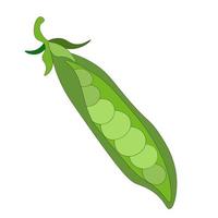 one pod of green peas without leaves. Vegetarian food. eco-friendly farm product. rustic greeneryGreen peas, vegetable pod. vector