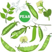 big set of elements from fresh ripe raw pea pods, pea flower, young pod. Vegetarian Food. Vector doodles. Suitable for branded wrapping paper, napkins and packaging of raw, canned, frozen vegetables