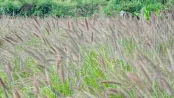 hay grandes extensiones de hierba cola de perro en el campo foto