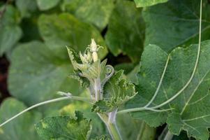 A small pumpkin that has just grown from a flower in a flower vine photo