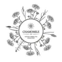 Chamomile herbal tea design. Hand drawn summer wild flowers frame. Vector illustration in sketch stile