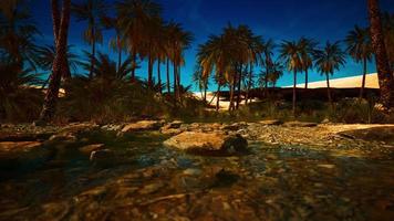 oasi verde con laghetto nel deserto del Sahara video