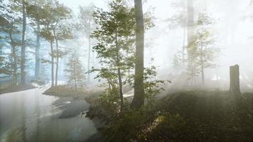 luz del sol en el bosque de niebla de hadas
