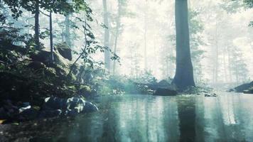 Forest with pond and mist with sunrays video