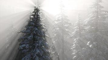 brouillard brumeux dans la forêt de pins sur les pentes des montagnes video