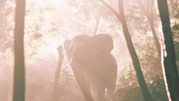 slow motion bild av elefanten i solljus video
