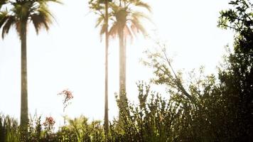 tropical palms and grass at sunny day video