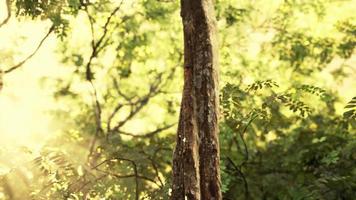 foggy spring morning in the leafy woods highlighted by the sun rays video