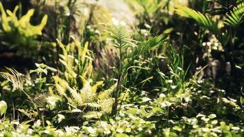 close up jungle grass and plants video