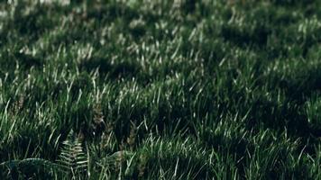 fundo de primavera desfocado suave com uma grama verde exuberante video