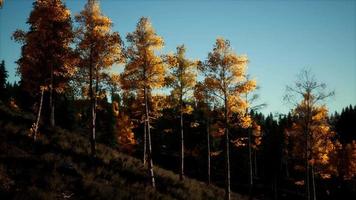 berg höstlandskap med gul skog video