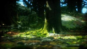 beautiful green moss on the floor in the forest video