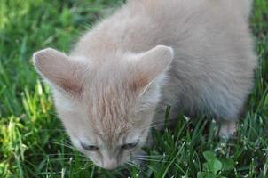 orange domestic tabby cat mammal animal photo