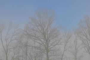 niebla en el campo al amanecer foto