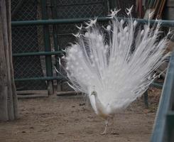 Peacock bird animal photo