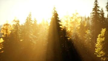 paysage d'automne de montagne avec forêt jaune video