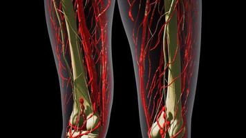 anatomia scientifica dei vasi sanguigni umani video