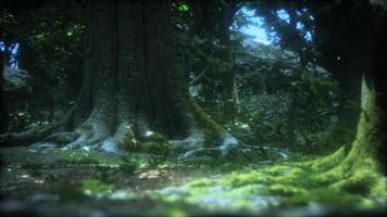 Schönes grünes Moos auf dem Boden im Wald video