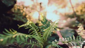 forêt verte avec des rayons de lumière video