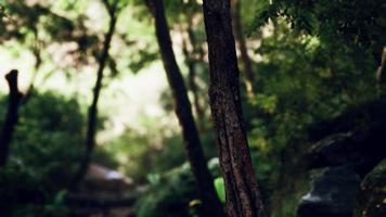 8k lumière du soleil qui brille à travers le feuillage des arbres video