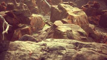 lava stone field with dead trees and plants video