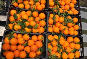 Orange tangerine fruit photo