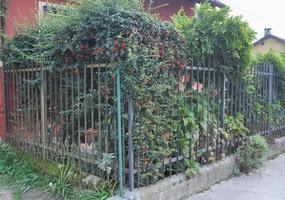 hedgerow and bush photo