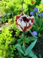 flores de primavera tulipanes foto