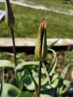 Spring flowers tulips photo