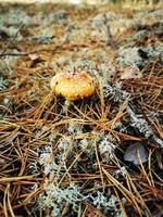 Mushroom in the spruce forest in the moss photo