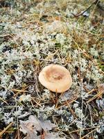 Mushroom in the spruce forest in the moss photo