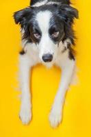 Funny studio portrait of cute smiling puppy dog border collie isolated on yellow background. New lovely member of family little dog gazing and waiting for reward. Pet care and animals concept photo