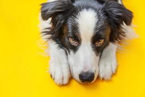 divertido retrato de estudio de lindo cachorro sonriente border collie aislado sobre fondo amarillo. nuevo miembro encantador de la familia perrito mirando y esperando recompensa. cuidado de mascotas y concepto de animales foto