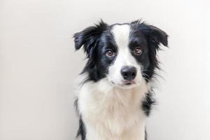 Funny studio portrait of cute smilling puppy dog border collie isolated on white background. New lovely member of family little dog gazing and waiting for reward. Funny pets animals life concept. photo