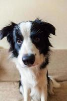 divertido retrato de un lindo cachorro sonriente border collie en el sofá. nuevo miembro encantador de la familia perrito en casa mirando y esperando recompensa. cuidado de mascotas y concepto de animales. foto