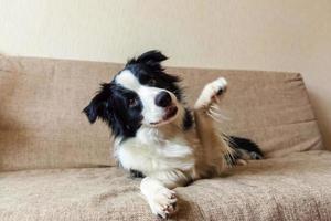 Funny portrait of cute smiling puppy dog border collie on couch. New lovely member of family little dog at home gazing and waiting for reward. Pet care and animals concept. photo