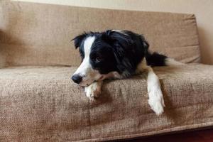 Funny portrait of cute smiling puppy dog border collie on couch. New lovely member of family little dog at home gazing and waiting for reward. Pet care and animals concept. photo
