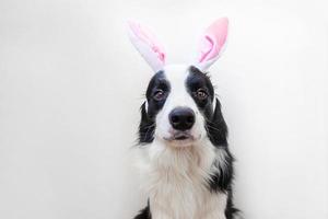 Happy Easter concept. Funny portrait of cute smiling puppy dog border collie wearing easter bunny ears isolated on white background photo