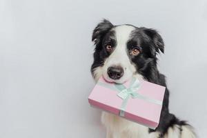 Puppy dog border collie holding pink gift box in mouth isolated on white background. Christmas New Year Birthday Valentine celebration present concept. Pet dog on holiday day gives gift. I'm sorry. photo