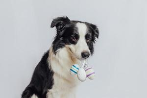 Happy Easter concept. Preparation for holiday. Cute puppy dog border collie holding Easter colorful eggs in mouth isolated on white background. Spring greeting card. photo